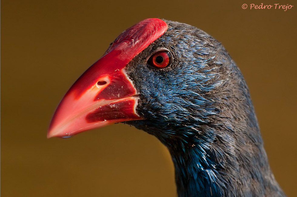 Calamón común (Porphyrio porphyrio)